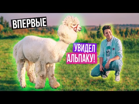 Видео: ВПЕРВЫЕ УВИДЕЛИ АЛЬПАК | ОДИН ДЕНЬ В ПАРКЕ С АЛЬПАКАМИ