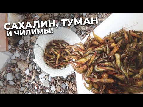 Видео: Сахалин, туман и чилимы!