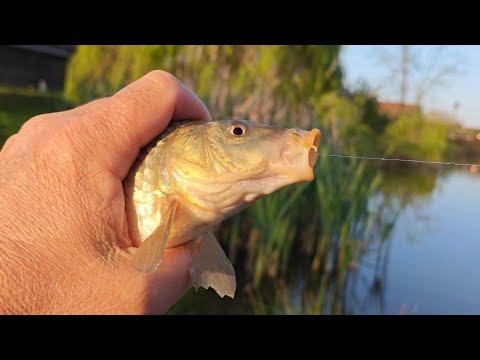 Видео: Клев,как из детства! Рыба дуреет от этой насадки! Дикий водоем. Рыбалка весной.