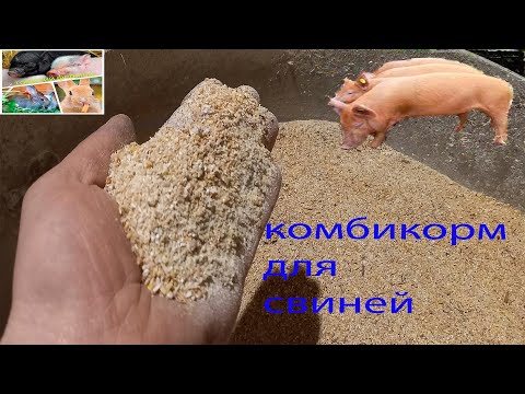 Видео: Комбикорм для свиней.  рацион кормления. лучше и не придумаешь