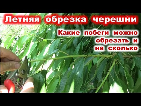 Видео: ЛЕТНЯЯ ОБРЕЗКА ЧЕРЕШНИ подробно для начинающих