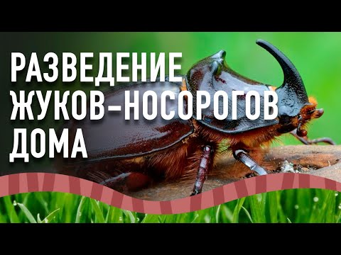 Видео: Разведение жуков-носорогов дома. Жуки-носороги.