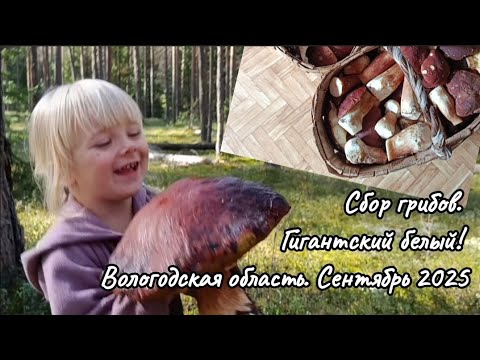 Видео: Сбор грибов. Гигантский белый! Верховажский р-он Вологодской об-ти, сентябрь 2025 г. #грибы