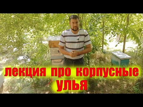 Видео: Принцип дупла в корпусе. Работа с корпусными ульями. Ошибки, которые приводят к роению пчел.