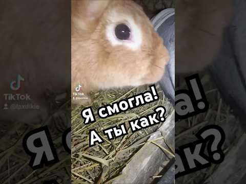 Видео: 🐇💕 #окролкакрольчихи #Бургундскаяпорода  #новаяжизнь #крольчата #окрол #крольчиха #Бургундскаяпорода