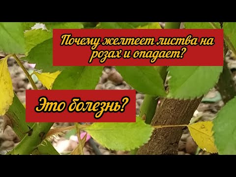 Видео: Почему желтеет листва на розах и опадает? Это болезнь?