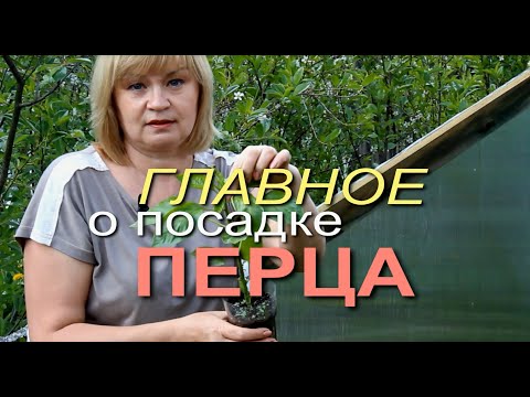 Видео: ВАЖНЫЕ ОСОБЕННОСТИ ПРИ ПОСАДКЕ ПЕРЦА! Советы от ЗЕЛЕНОГО ОГОРОДА!