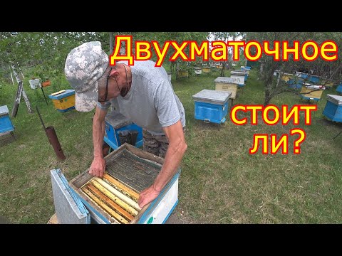 Видео: Двухматочное содержание! СТОИТ ЛИ???