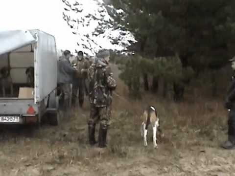 Видео: состязания гончих в ст.Алексеевской