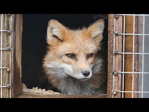 Видео: Спасение 14 лис из ужасных условий.