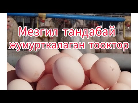 Видео: Тооктор жана клеткалар б.ча маалымат#птицеводство#жумуртка#куры#тоок#несушка#цыплята