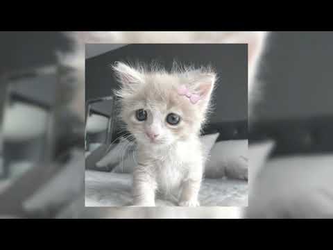 Видео: 🎧плейлист крутых песен с зимним вайбом🎧 (speed up)