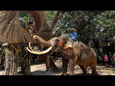 Видео: Это того стоит! Деревня слонов в Паттайе. Тайланд.