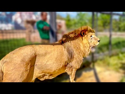 Видео: ТАК БЫСТРО из вольера со львами мы еще никогда НЕ УБЕГАЛИ)))