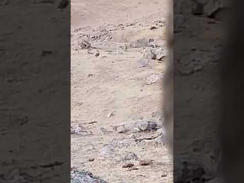 Видео: Шикори имрузара тамошо кунед бинен Чи ходиса рух дод. Фикротона коментарияда нависен.17.10.2025с.