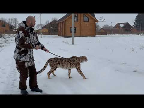 Видео: Гепард Герда и её новое путешествие!