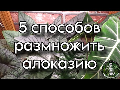 Видео: 5 способов размножить алоказию