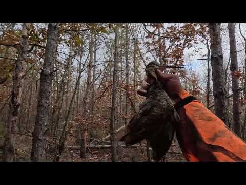 Видео: Лов на бекас 30.11.24 / Woodcock hunting 30.11.24