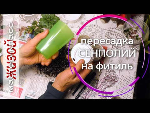 Видео: Пересадка сенполий на фитиль. Живой мастер-класс