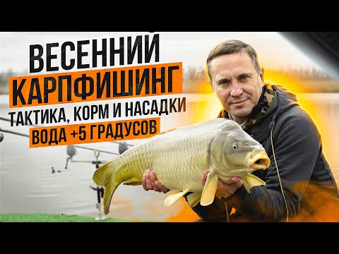 Видео: Весенняя ловля карпа: тактика, корм, насадки и точки! 20+ рыб , 5 градусов вода!