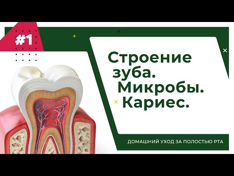 Видео: Строение зуба, микробы, кариес. Урок №1 - ДОМАШНИЙ УХОД ЗА ПОЛОСТЬЮ РТА.