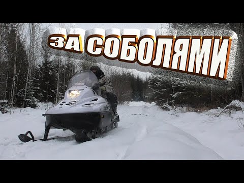 Видео: Один в тайгу на промысел Охота на соболя капканами