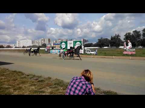 Видео: Омский ипподром. Дерби 2017.