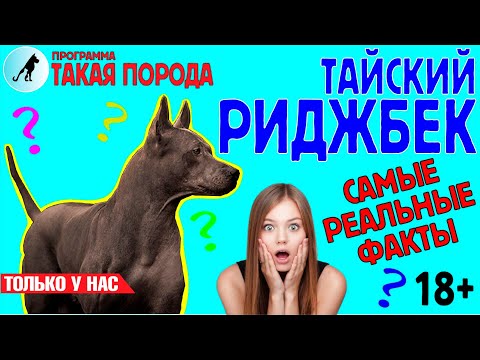 Видео: Такая порода. Тайский риджбек