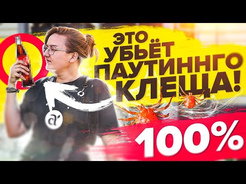 Видео: ПАУТИННЫЙ КЛЕЩ УЙДЕТ! САМЫЕ ЭФФЕКТИВНЫЕ СРЕДСТВА