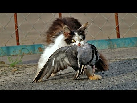 Видео: Домашние Кошки в Деле! Кошки против собак, птиц, крыс и белок...