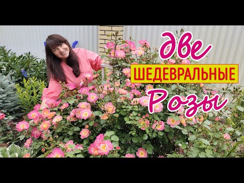 Видео: Розы ГЕРЦОГИНЯ ФРЕДЕРИКА и АНЖЕЛА! Посадите - и никогда не пожалеете!