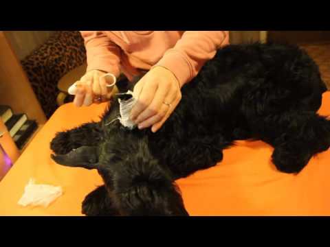 Видео: Ставим ушки на каркас