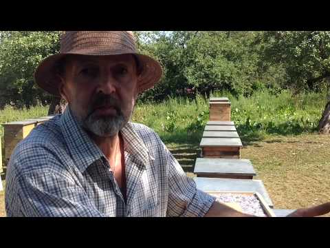 Видео: Про різне на пасіці. (28.08.2019р.)