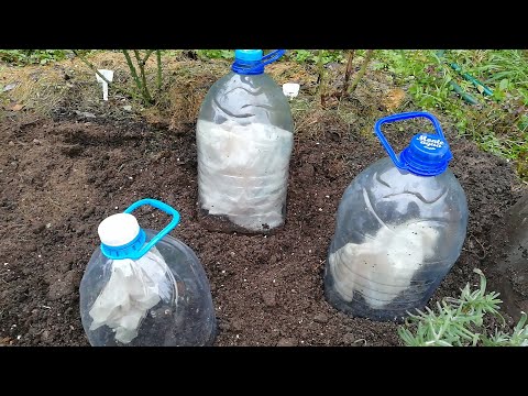 Видео: РЕАНИМАЦИЯ ИЛИ СТИМУЛЯЦИЯ РОЗ. ЧТО БУДЕМ ДЕЛАТЬ?