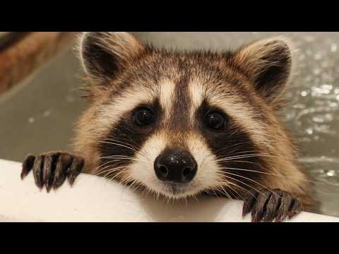 Видео: Почему животные так себя ведут? Странные повадки животных