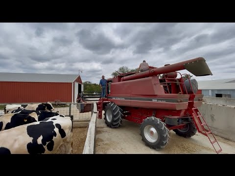 Видео: Обзор недели Harvest Moon