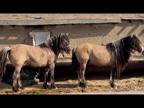 Видео: Мугалжар жылкысы/ Мугалжар айгырлар / Horses MZ