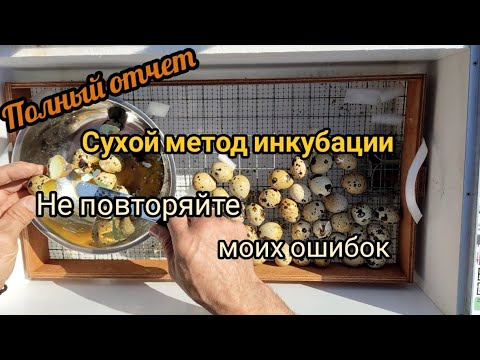 Видео: Инкубация перепелиных яиц: подробный отчет, анализ ошибок и рекомендации по их устранению.