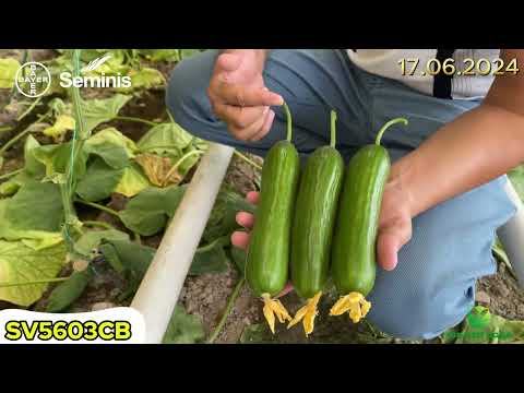 Видео: 🥒SV5603CB -Бутун Узбекистон бўйлаб деҳқонларни юқори ҳосилдорлиги билан  ишончини қозонган дурагай