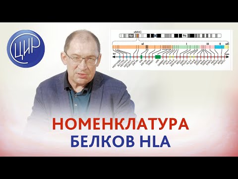 Видео: Номенклатура белков HLA. Рассказывает Гузов И.И.
