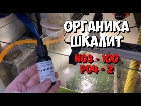 Видео: Последствия массовой гибели кораллов | Снижение органики в морском аквариуме