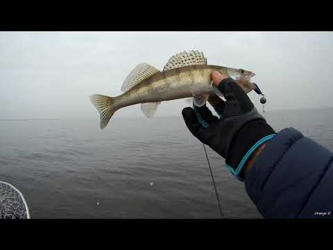 Видео: Рыбалка в Страхолесье. Судак на водохранилище. Киевское море.