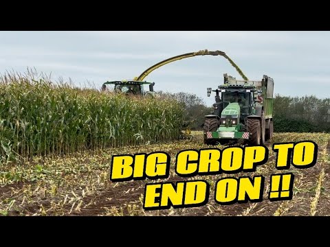 Видео: БОЛЬШОЙ УРОЖАЙ КУКУРУЗЫ ЗАВЕРШИТ СБОР 2025 ГОДА