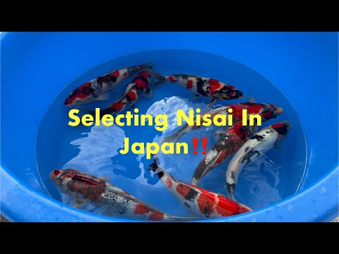 Видео: Осенний урожай 2025 – Япония, дни 3 и 4 – Хирои // Кода // Сакамаки