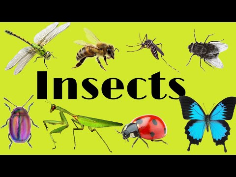 Видео: Insects for kidsin English. Насекомыe на английском языке детям #insects #насекомыеанглийский