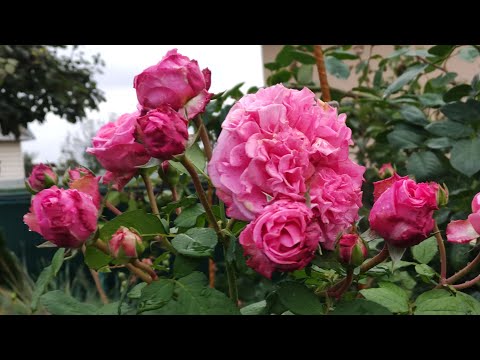 Видео: 30 сортов РОЗ. Звёзды осеннего сада. Ливни и холод.🌧️🌧️🌧️☔