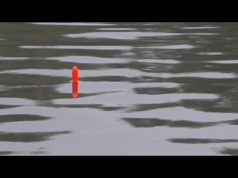 Видео: Поплавочный "ультиматум" карпу. Дальняя дистанция ловли.