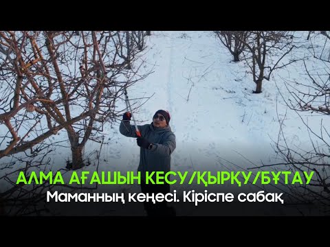 Видео: Алма ағашын бұтау / кесу / қырқу. Маманның кеңесі. Кіріспе сабақ. #алма #қырку #обрезка #қазақша