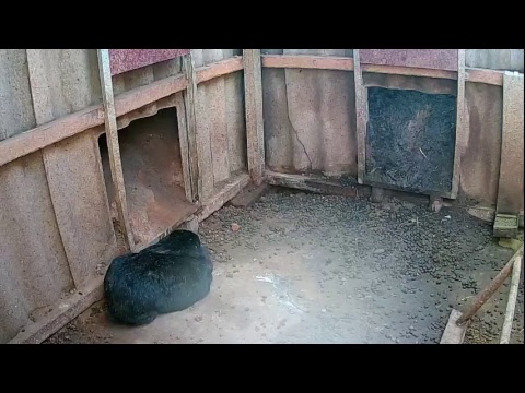 Видео: Кроличья яма. Видеонаблюдение.