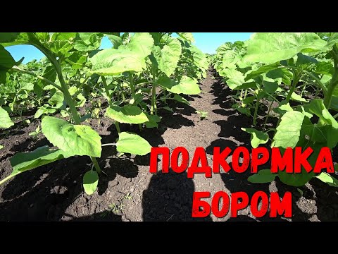 Видео: Подкормка Подсолнечника Бором,Гуматом с микроэлементами/Внесение Бора на Подсолнечник/Подкорм Бором.